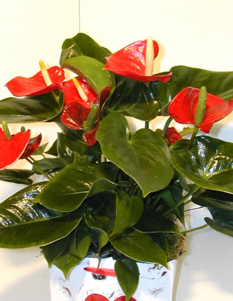 Pianta di anthurium