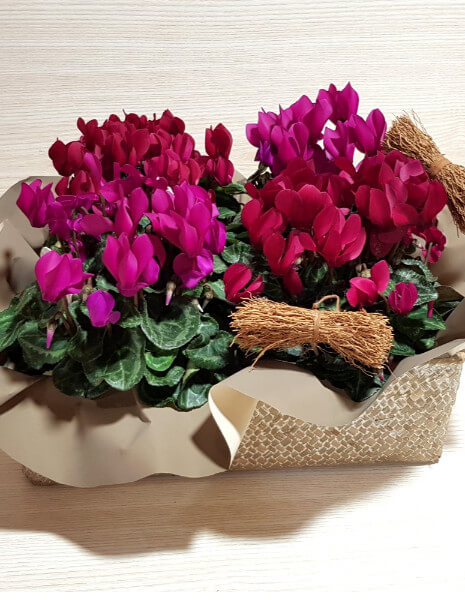 Cesto miniciclamini colorati 