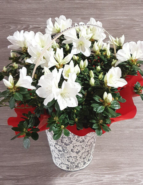 Azalea con portavaso e confezione regalo