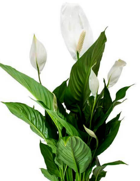 Pianta di Spathifillum