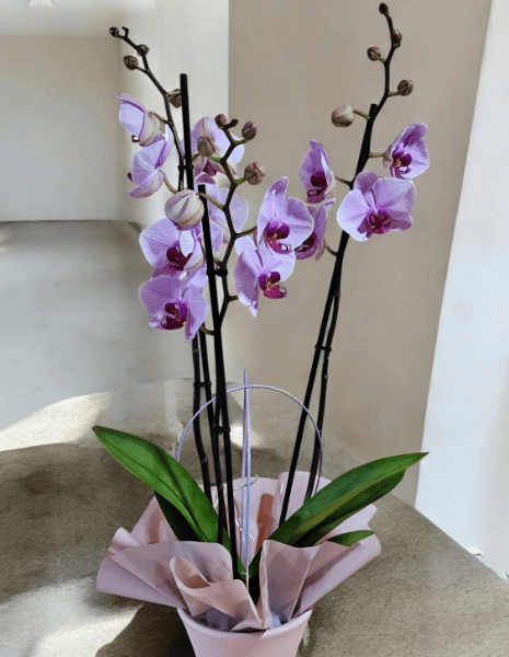 Pianta di phaleonopsis a 3 steli SENZA portavaso ceramica