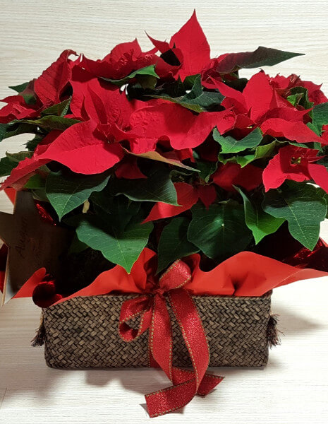 Stella di Natale in cesto